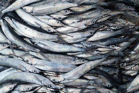 Fried Malifa Fish